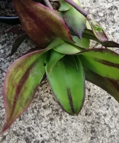 Callisia Fragrans – Callisia Pianta biologica