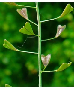 Capsella bursa pastoris – Borsa del pastore