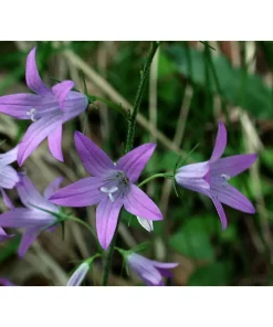 Campanula rapunculus – Raperonzolo Pianta biologica